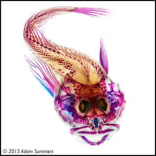 Illustration for article titled Check Out These Pigmented Fish, Like Creatures Made from Neon Lights